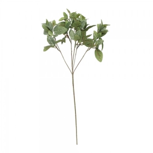 Fittonia