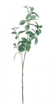 Euonymus Leaves Spray Dark Green