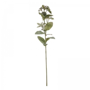 Euphorbia Marginata Spray