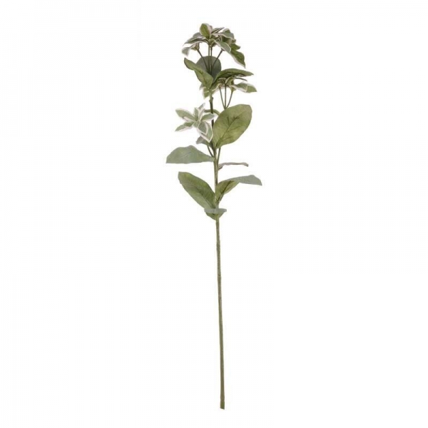 Euphorbia Marginata Spray