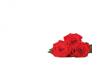 Three Open Red Roses