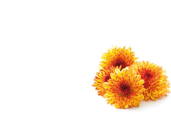Two Tone Orange Chrysanthemum