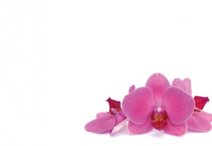 Pink Orchid