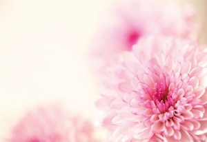 Two Tone Pink Dahlia