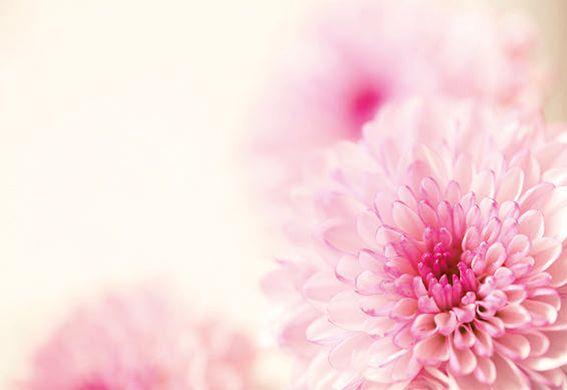 Two Tone Pink Dahlia