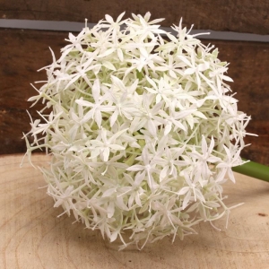 Single Allium Cream/White