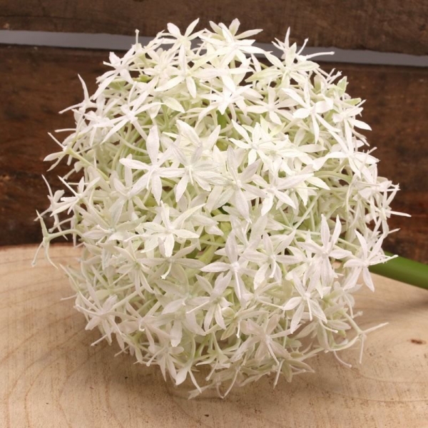 Single Allium Cream/White