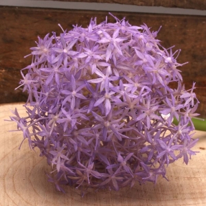 Single Allium Lavender