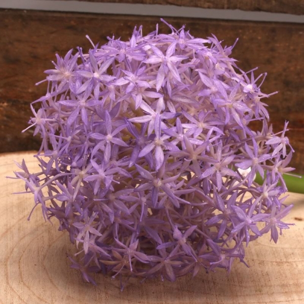 Single Allium Lavender